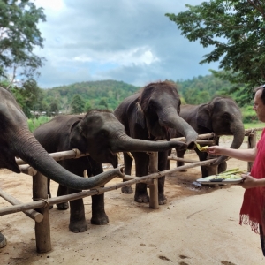 Private Half day Morning Elephant Sanctuary + Long Neck Village + Free transfer to the Tiger Kingdom Chiang Mai tours