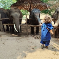 Elephant Sanctuary + Long Neck village + Baan Den Temple + Sticky waterfall.